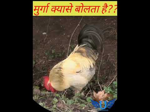 वीडियो: धागे की गेंद में मुर्गा कैसे डालें