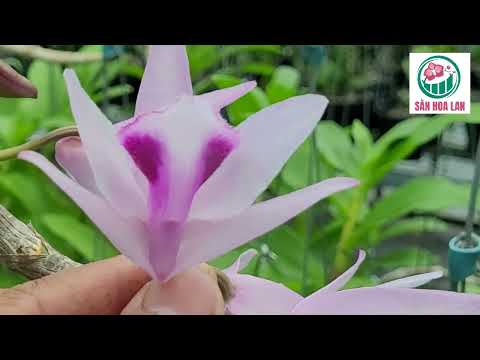 Video Ngắm Hoa Giả Hạc Tưng Bừng Vườn Lan NGUYỄN NGỌC HÀ... - youtube