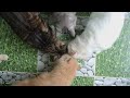 Kitties Sprint for Playtime and Treats! #Cats #CuteCats #CatTreats #FelineFun #CutenessOverload #cat