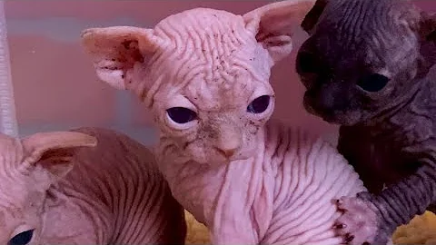 Watch the video about LIVE! Sphynx Kittens Playing Together