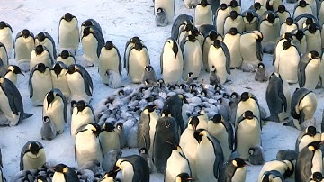 Hành Trình Đầu Đời Của Chim Cánh Cụt: Cuộc Chiến Sinh Tồn Ở Nam Cực - Thế giới động vật