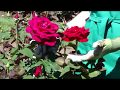 Mr  lincoln hybrid tea rose