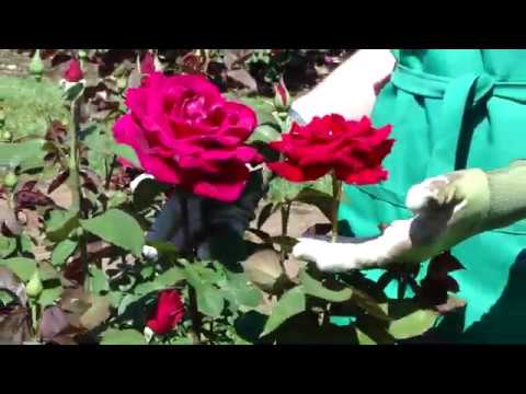 วีดีโอ: ข้อมูล Osiria Rose - เรียนรู้เกี่ยวกับ Osiria Hybrid Tea Rose