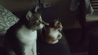 Kitties looking at a squirrel on TV