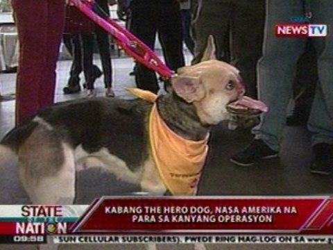 SONA Kabang the hero dog nasa Amerika na para sa kanyang operasyon