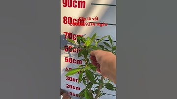 Cây lá vối #ngocnganbentre #0386569374