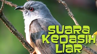 Suara emprit gantil gacor dan bersahutan di alam liar