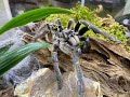 Ceratogyrus marshalli, The Great Horned Baboon rehousing