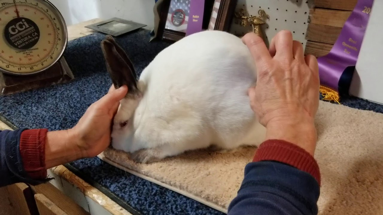 Instructions for submitting market rabbit videos for judging YouTube