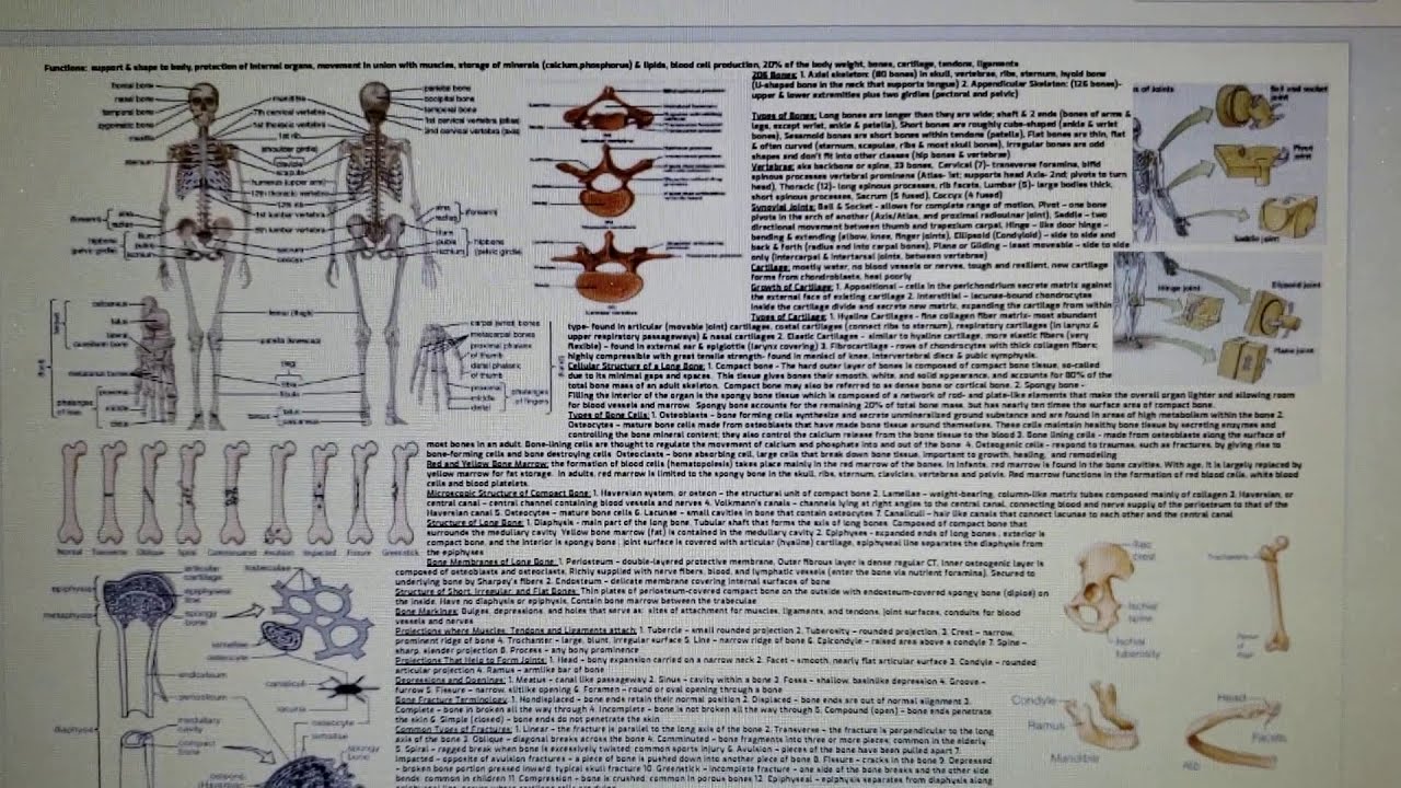 Anatomy And Physiology Cheat Sheet Science Olympiad D - vrogue.co