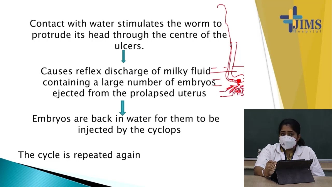 Тема: Соматическая нематода Dracunculus Medinensis. Часть IV.