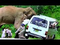 The Best of Animal Attack 2022 -  Most Amazing  Moments of Wild Animal Fight ! Wild Discovery Animal