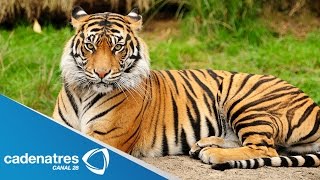 Nacen dos tigres de bengala en zoológico de Hidalgo