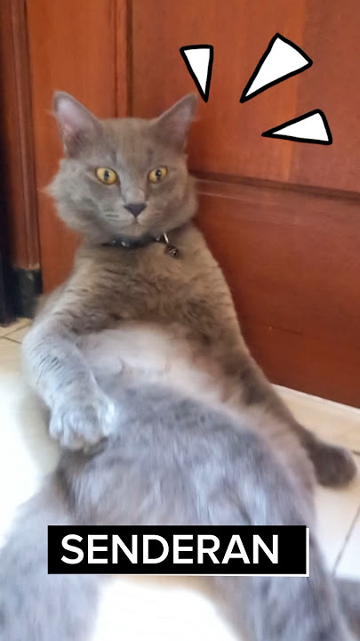 Abu gosong senderan #cat #kucing