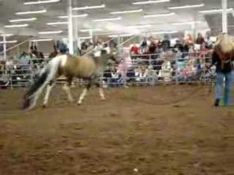 this is video of Summer Breeze at Wichita Equifest 2008 ... a horse from Augusta Kansas ... with a tail that is 12 feet 6 inches long ... it is a Guinness Book of World Records holder :)