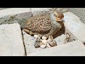 From crossing to hatching eggs full informative  teetar breeding season