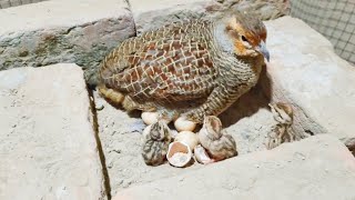 from crossing to hatching eggs full informative video | teetar breeding season