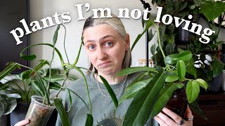 Do I even like philodendrons anymore? ‍♀  Continuing to Downsize & Declutter
