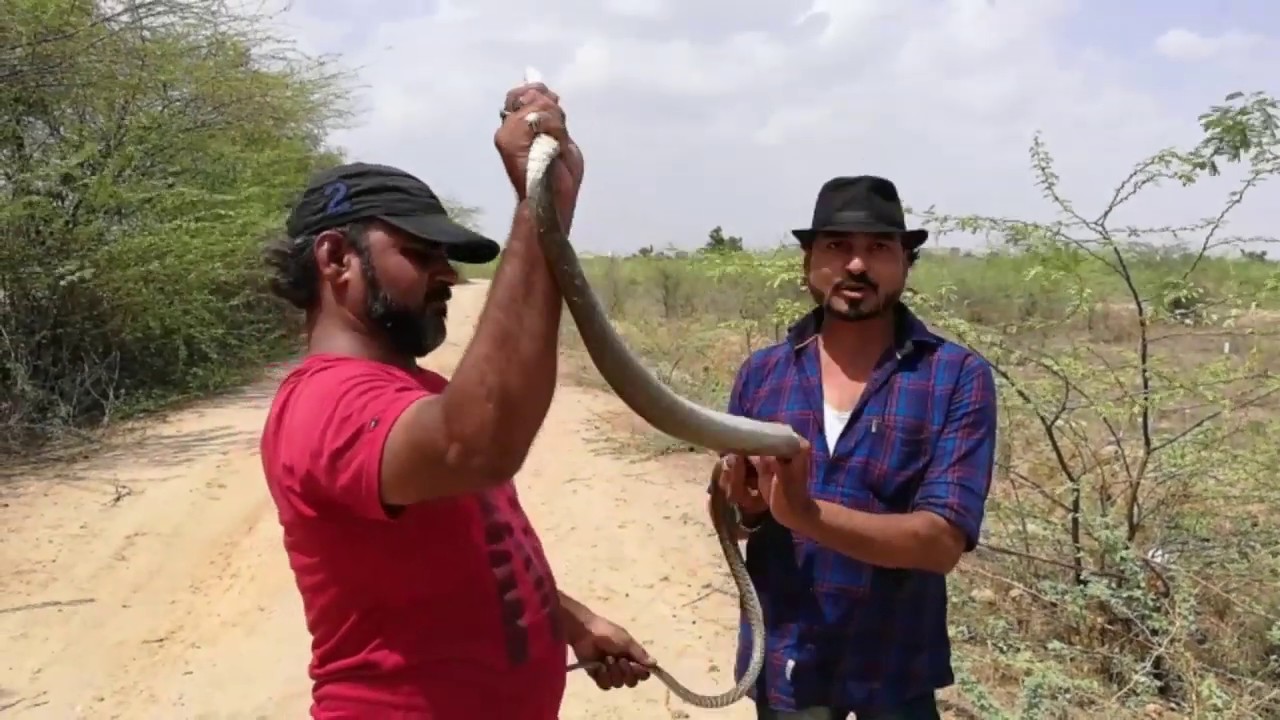 camera iphone 8 plus apk Snakes Catcher/ सांप पकड़ने वाला/saanp kese pkdte h/Snake catching/saanp pakadne wala/Demgeours work