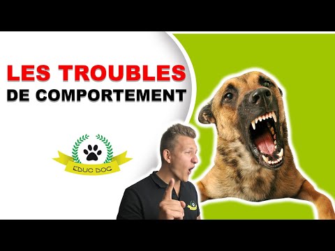 Vidéo: Trouble Compulsif Du Chien - TOC Chez Les Chiens - Comportement étrange Du Chien