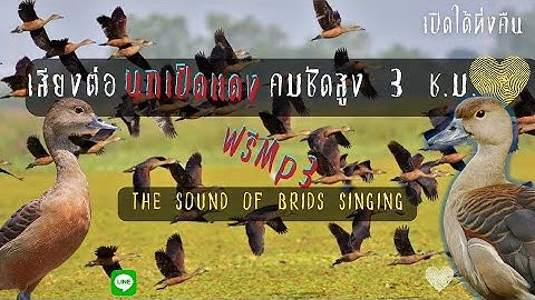 เสียงนกเป็ด,เป็ดแดง,ฟรีMp3 คมชัดสูง 3 ชั่วโมง มีMp3โหลดฟรี  the sound of birds singing