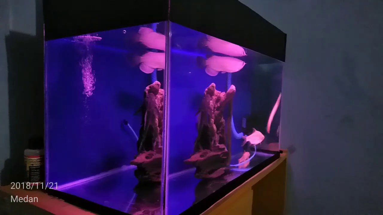 Lampu Aquarium Warna Merah - LAMPURABI