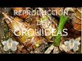 COMO REPRODUCIR ORQUIDEAS MASIVAMENTE Y FACIL