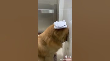 犬反省 Youtube