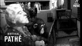 Chimps Charm School (1952)