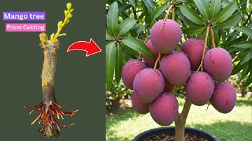 Growing Mango Trees from Cuttings: Tips for Healthy Growth