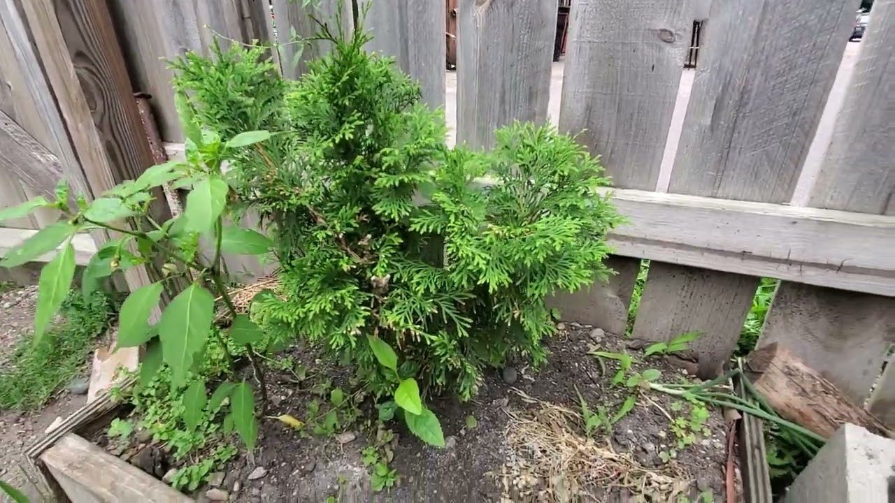 Un pequeño recorrido por el pequeño huerto y el jardín  de la humilde casi donde vivo