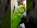 parrot talking 🦜 l Green parrot #shortsfeed #shortvideo #shorts #parrot #parrottalking #birds
