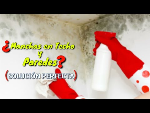 Video: 4 formas de limpiar un sofá de cuero