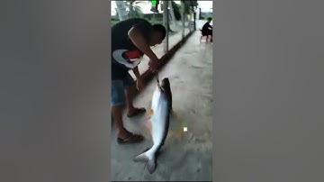 Vlogs 24 Những pha lên cá tra, chim tại hồ câu Vườn Dừa ấp Ngã Tư, xã Nhuận Đức, huyện Củ Chi, HCM