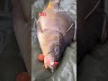 Shorts Amazing Carp catch of this weekend @Carp_Arts #fishhobo #viral #shorts