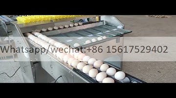 High efficiency chicken duck egg grading sorting machine small egg grading machine