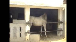 Horse Of Punjab 1