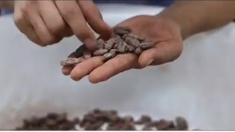 IMPORTANCE OF SORTING CACAO BEANS BEFORE ROASTING|CACAO 101
