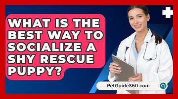 What Is The Best Way To Socialize A Shy Rescue Puppy? - PetGuide360.com