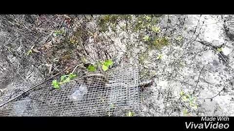 Thăm bẫy rắn và cái kết đắng lòng - TNĐ VLOGS