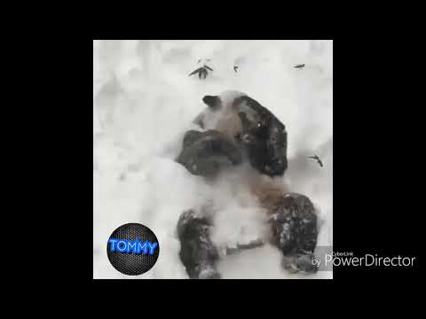 Video: Panda Menggemaskan Bermain Di Salju