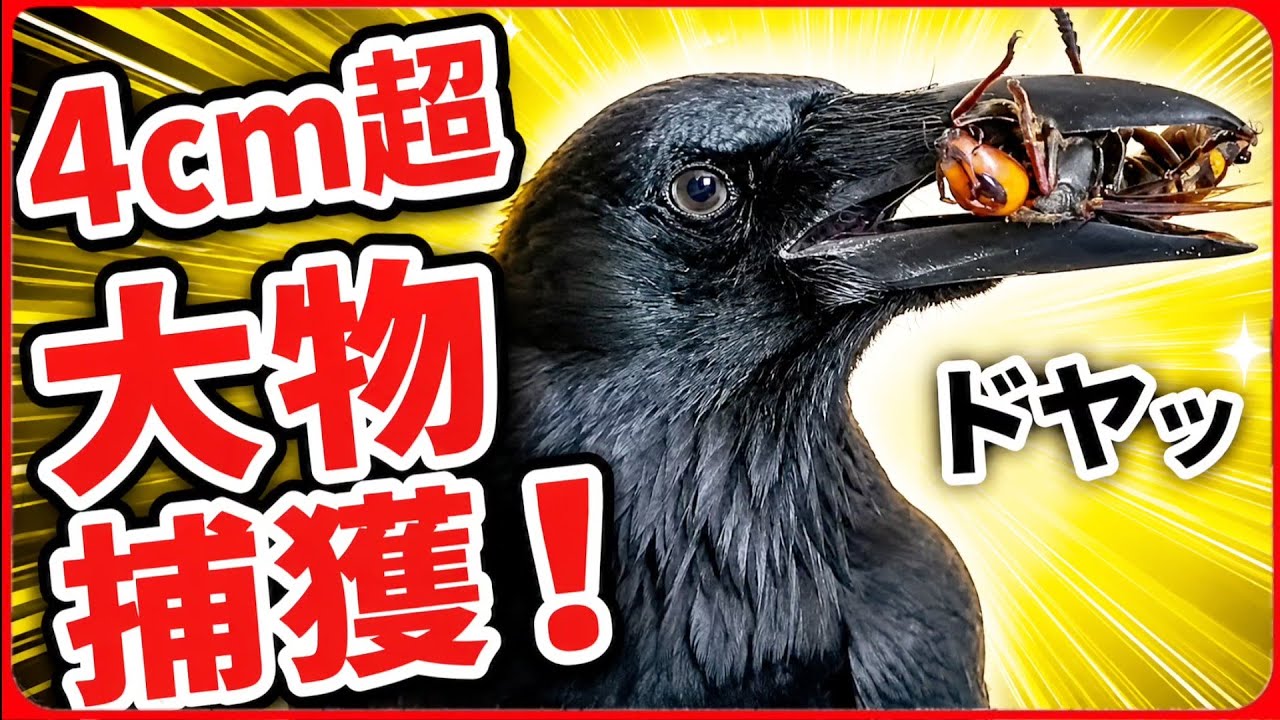 スーパードヤ顔】カラスが巨大スズメバチをくわえて自慢げにこの顔で