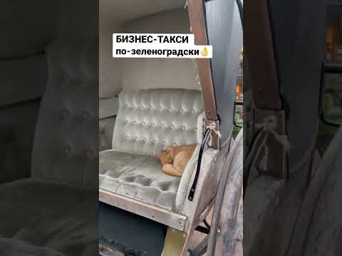 Зеленоградск—город котов🐈 Находится в Калининградской области.