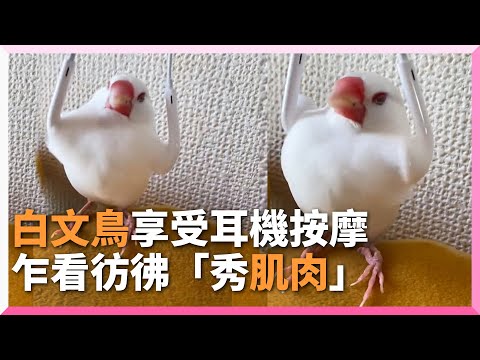 白文鳥挺胸瞇眼享受「耳機按摩」！網友全歪樓：肌肉帥喔｜寵物動物｜鳥｜日本｜萌寵｜寵物鳥｜精選影片