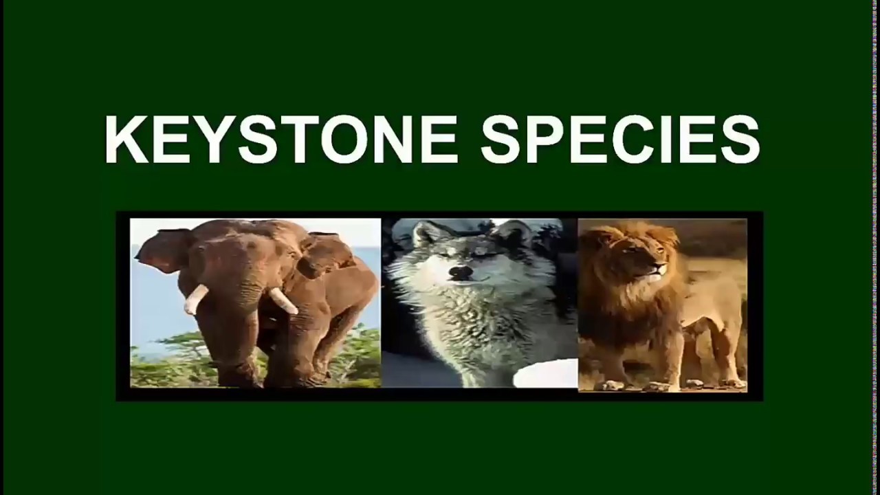 Keystone species - YouTube