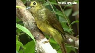 suara pikat burung brinji tunggir