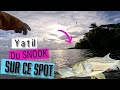 On senfonce dans la mangrove elle nous offre de belles surprises 