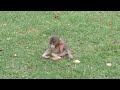 ずっと見ていられる生後1ヶ月の赤ちゃん猿🐒One month old baby monkey that can be seen all the time