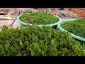 متابعة نمو الجزر وبنجر المائدة .. Follow the growth of carrots and table beet Mp3