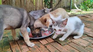 Cat family and puppy eating food together by Creative Animals 676 views 6 months ago 1 minute, 19 seconds